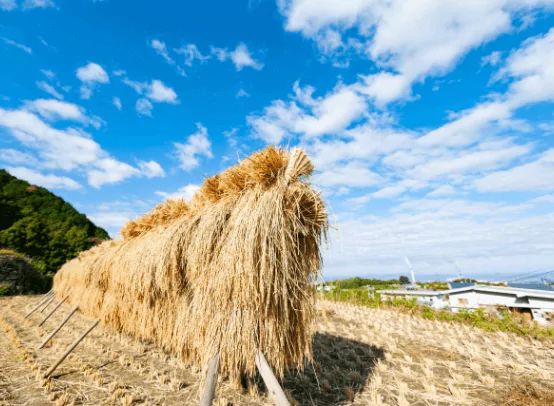 まいふぁーむの特別栽培米　おすすめレシピ