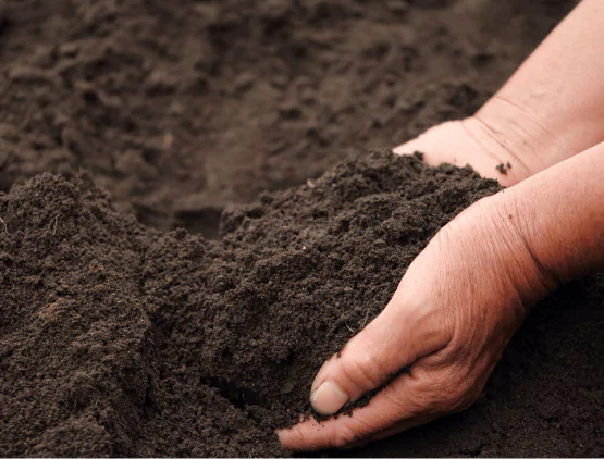 土づくり