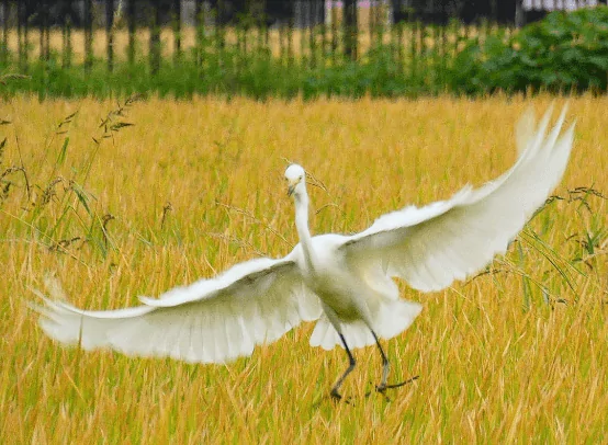 まいふぁーむの特別栽培米　おすすめレシピ