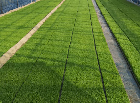 まいふぁーむの特別栽培米　おすすめレシピ