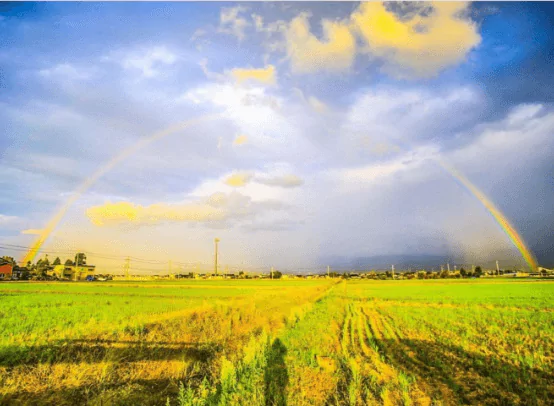 まいふぁーむの特別栽培米　おすすめレシピ