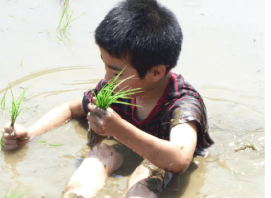 まいふぁーむの特別栽培米　おすすめレシピ